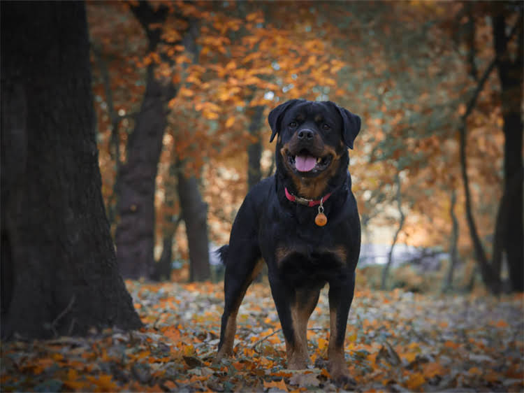 图片 贵宾犬专用指甲修剪工具推荐：如何选择合适工具及修剪指南（附选购技巧与使用教程）2.jpg