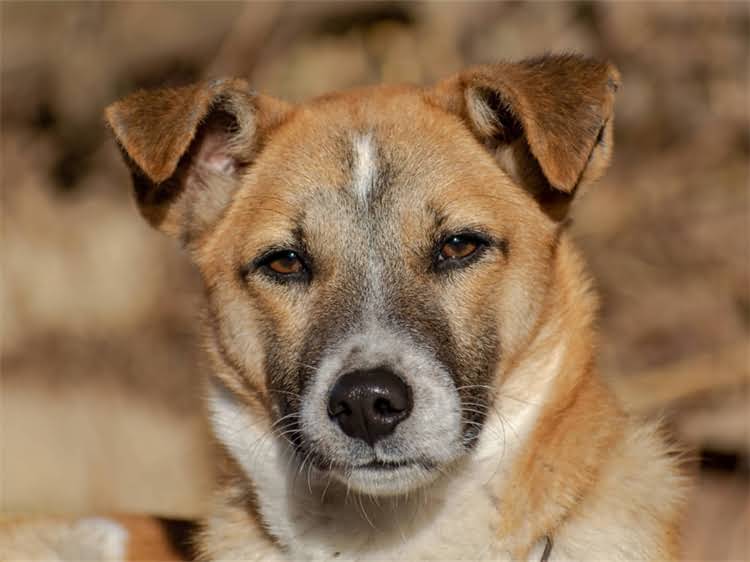 图片 贵宾犬两个月大需要吃多少狗粮？附科学喂养方案与营养指南（最新）.jpg