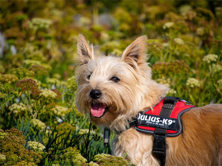 图片 贵宾犬假孕全攻略：症状识别与科学处理方法（附专业兽医建议）.jpg