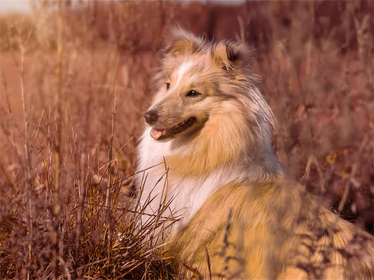 图片 贵宾犬全生命周期体重管理指南：最新版科学喂养对照表（附计算公式+健康预警）.jpg