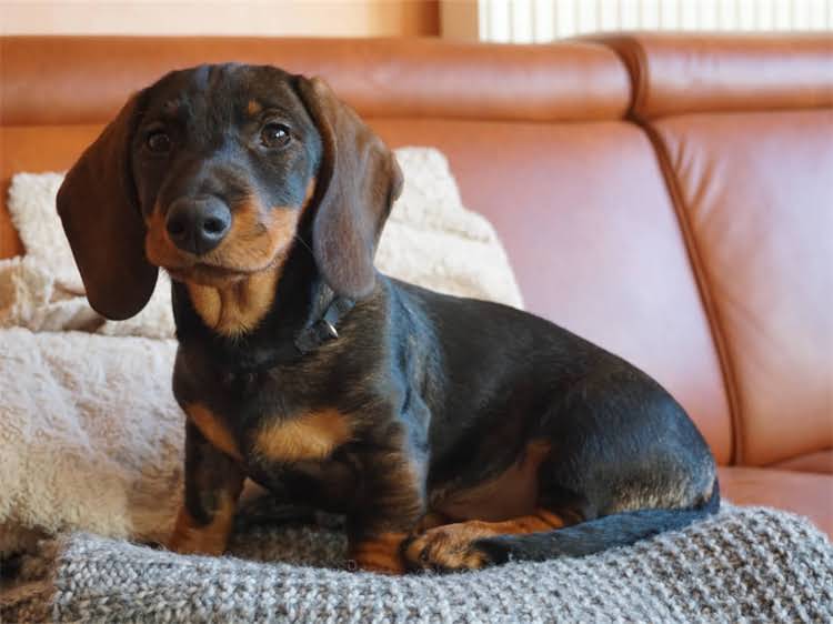 图片 贵宾犬全生命周期体重管理指南：最新版科学喂养对照表（附计算公式+健康预警）2.jpg