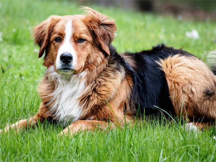 图片 贵宾犬剃毛全流程：最新价格表+专业护理指南（附选择美容院避坑技巧）2.jpg