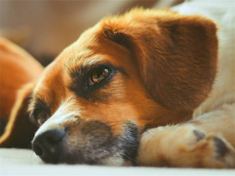 图片 贵宾犬吃什么狗粮好？10大推荐品牌及选购指南（附防坑攻略）.jpg