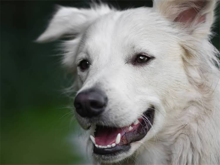 图片 贵宾犬吃什么狗粮好？10大推荐品牌及选购指南（附防坑攻略）1.jpg