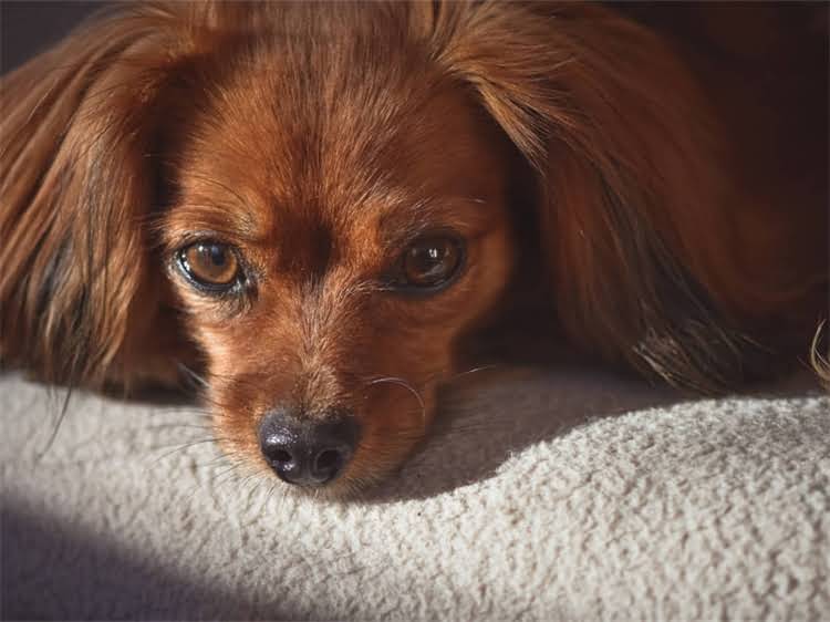 图片 贵宾犬吃草现象的深度：原因、应对与预防指南.jpg