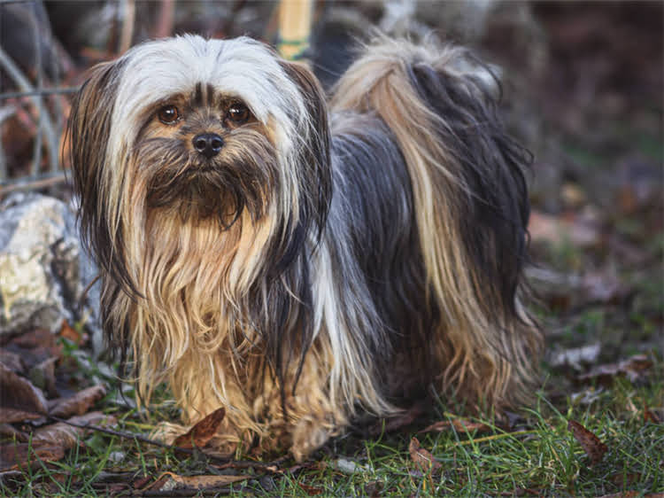 图片 贵宾犬呕吐黄水怎么办？5大原因+专业应对指南1.jpg