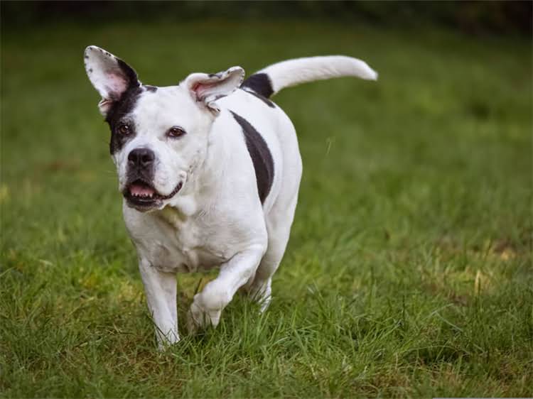 图片 贵宾犬品种全：品种特征、饲养技巧与常见误区.jpg