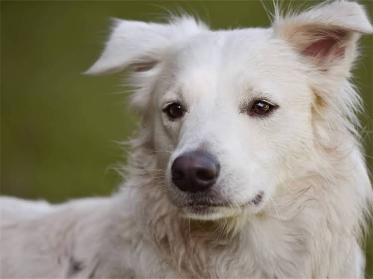 图片 贵宾犬品种全：品种特征、饲养技巧与常见误区1.jpg