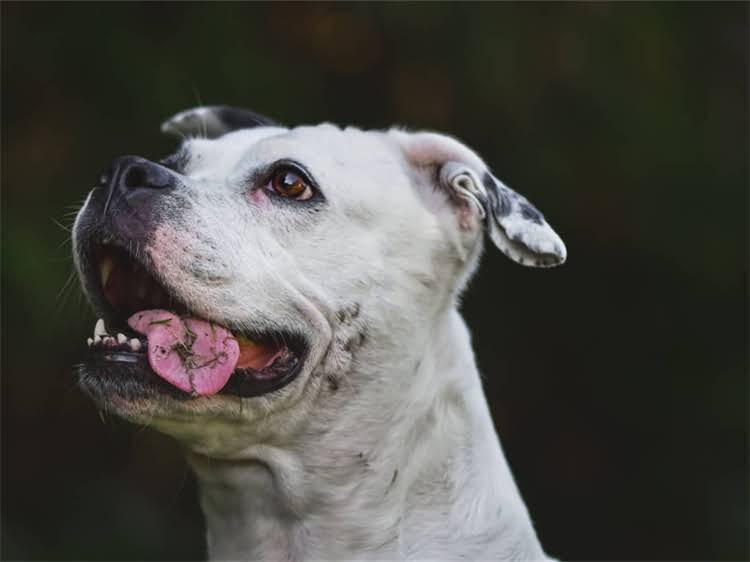 图片 贵宾犬品种全：品种特征、饲养技巧与常见误区2.jpg