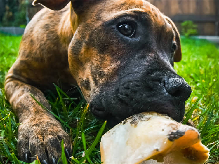 图片 贵宾犬啃咬行为全：科学纠正指南与实用建议（附专业训犬师方案）1.jpg