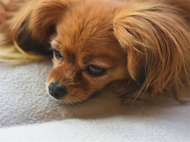 图片 贵宾犬夏季剪毛全攻略：高温天气必看的高效护理指南.jpg