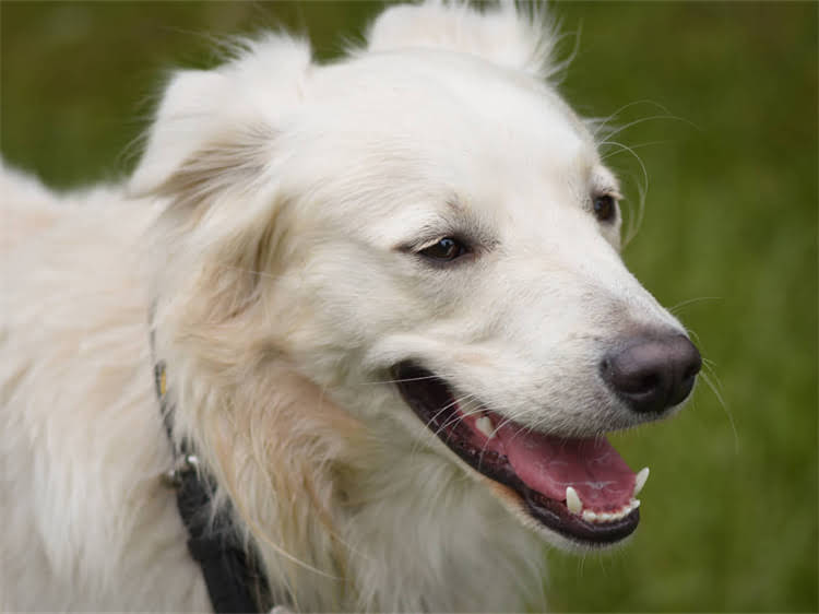 图片 贵宾犬夏季剪毛全攻略：高温天气必看的高效护理指南1.jpg