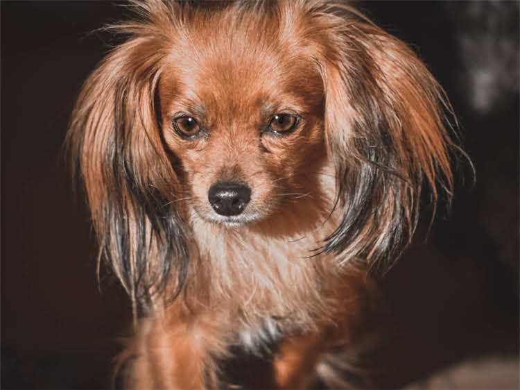 图片 贵宾犬夏季剪毛全攻略：高温天气必看的高效护理指南2.jpg