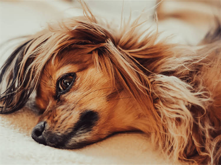 图片 贵宾犬外阴肿大未月经期表现及应对指南.jpg