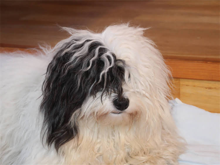 图片 贵宾犬寿命一般是多少年？全贵宾犬寿命影响因素与养护建议.jpg