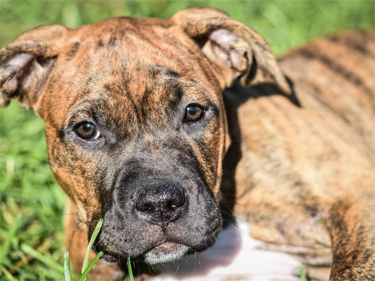 图片 贵宾犬寿命一般是多少年？全贵宾犬寿命影响因素与养护建议1.jpg