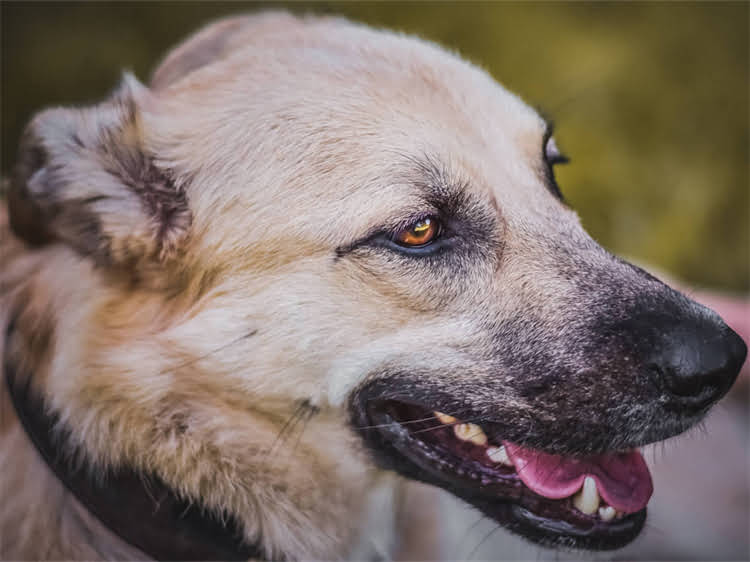 图片 贵宾犬寿命一般是多少年？全贵宾犬寿命影响因素与养护建议2.jpg