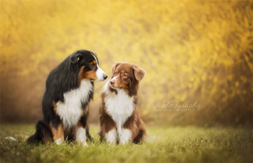 图片 贵宾犬尾巴修剪全攻略：专业美容师指导+家庭DIY技巧与术后护理指南1.jpg