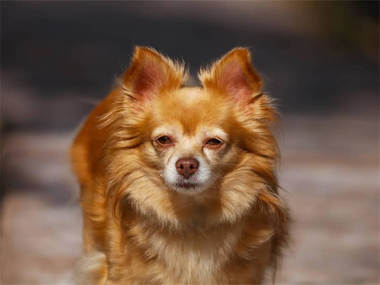 图片 贵宾犬带尾巴造型全攻略：优雅与俏皮兼具的毛发修剪指南｜宠物美容师亲授教程2.jpg