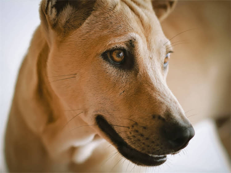 图片 贵宾犬幼犬直立行走训练全攻略：科学方法+步骤指南（附视频教程）.jpg