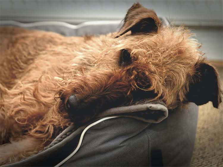 图片 贵宾犬幼犬直立行走训练全攻略：科学方法+步骤指南（附视频教程）1.jpg