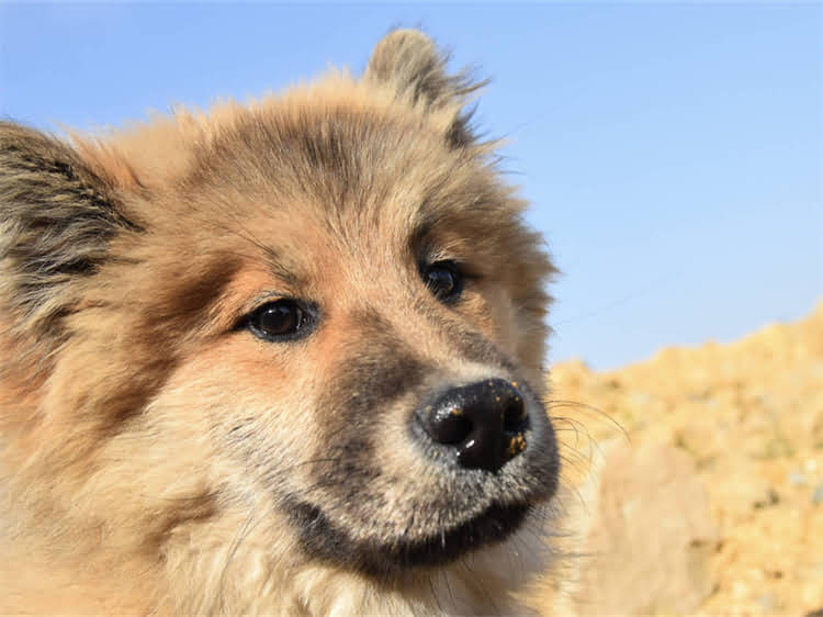 图片 贵宾犬憋尿训练全指南：幼犬憋尿时间表及科学养护方法.jpg
