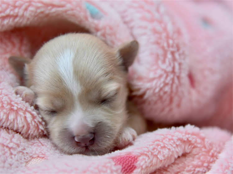 图片 贵宾犬憋尿训练全指南：幼犬憋尿时间表及科学养护方法2.jpg