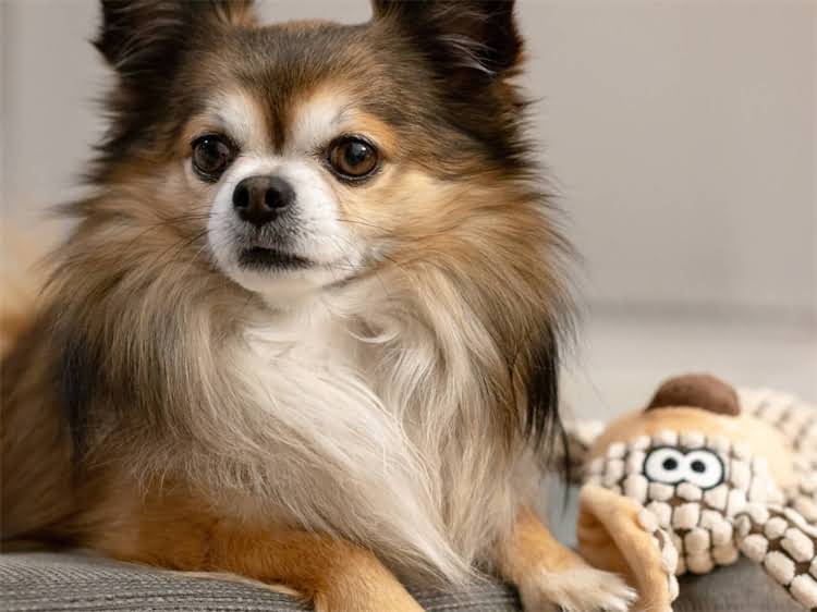 图片 贵宾犬成年肩高17厘米全：饲养标准、健康管理与美容技巧1.jpg