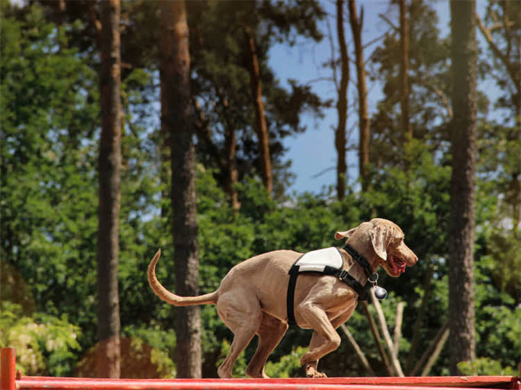 图片 贵宾犬成年肩高标准尺寸（附国际认证数据）1.jpg