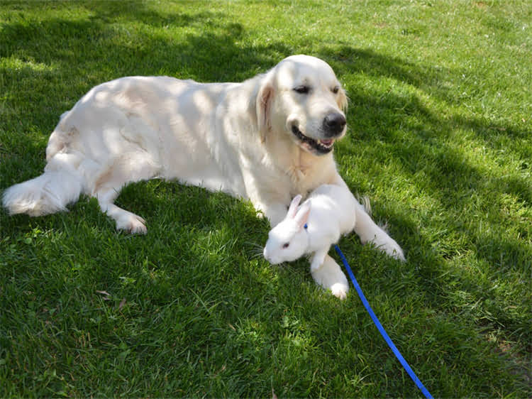 图片 贵宾犬挑食拒食问题全：5大原因+科学应对方案（附真实案例）.jpg