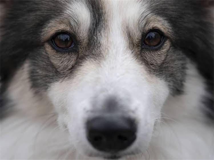 图片 贵宾犬断尾习俗全：历史渊源、科学依据与争议1.jpg