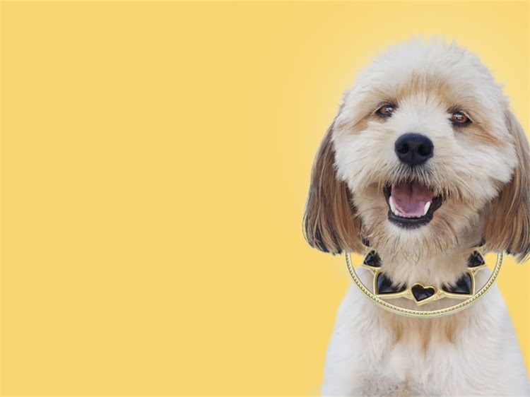 图片 贵宾犬是什么样子的？全面标准外形特征与品种分类1.jpg