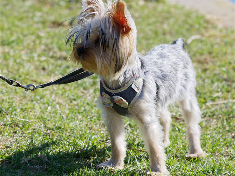 图片 贵宾犬正常体温范围及异常处理全攻略：科学养护指南.jpg