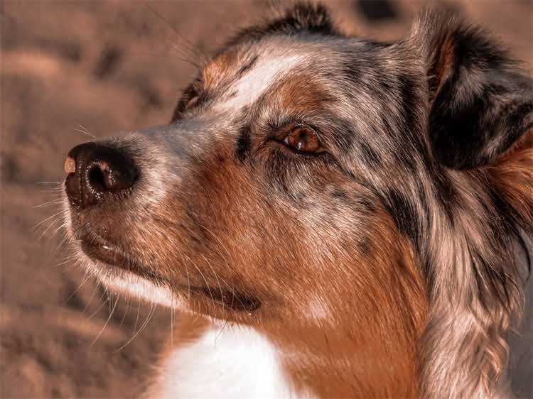 图片 贵宾犬正常体温范围及异常处理全攻略：科学养护指南1.jpg