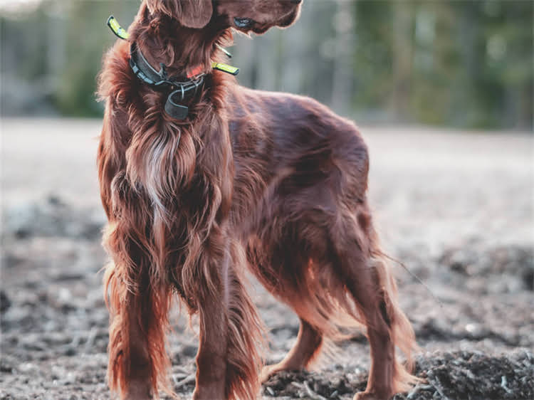 图片 贵宾犬每日饮水量标准：科学饮水指南及饮水不足过量的危害（附饮水量计算公式）.jpg