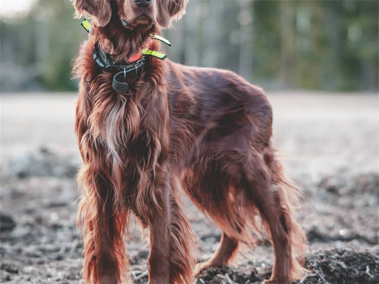 图片 贵宾犬每日饮水量标准：科学饮水指南及饮水不足过量的危害（附饮水量计算公式）2.jpg