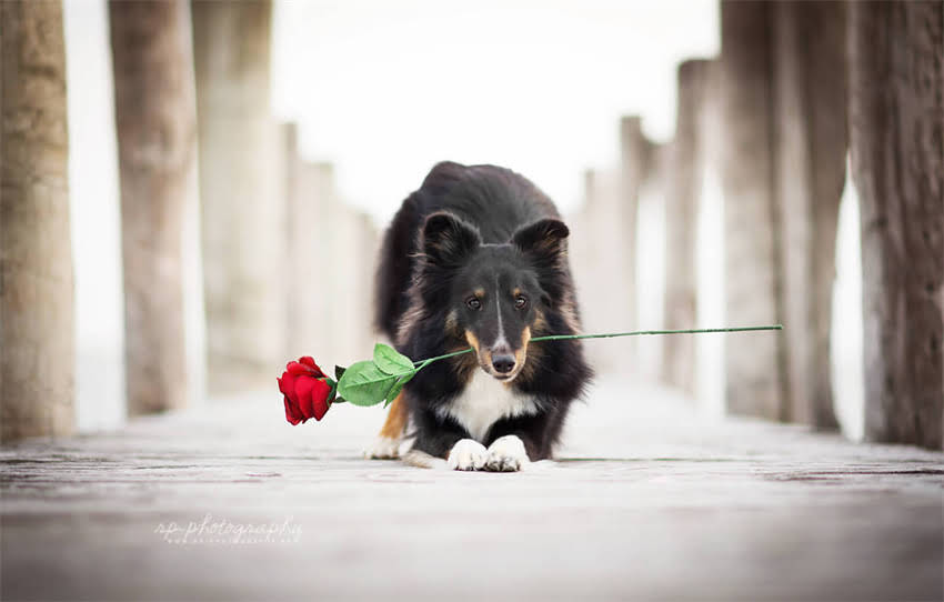 图片 贵宾犬毛色与鼻头颜色全：品种特征与饲养指南2.jpg