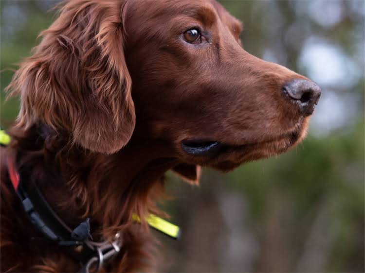 图片 贵宾犬毛色变棕的8大诱因及专业护理方案（附对比图）.jpg