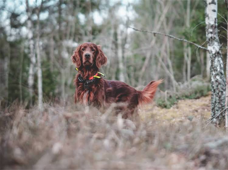 图片 贵宾犬毛色变棕的8大诱因及专业护理方案（附对比图）2.jpg