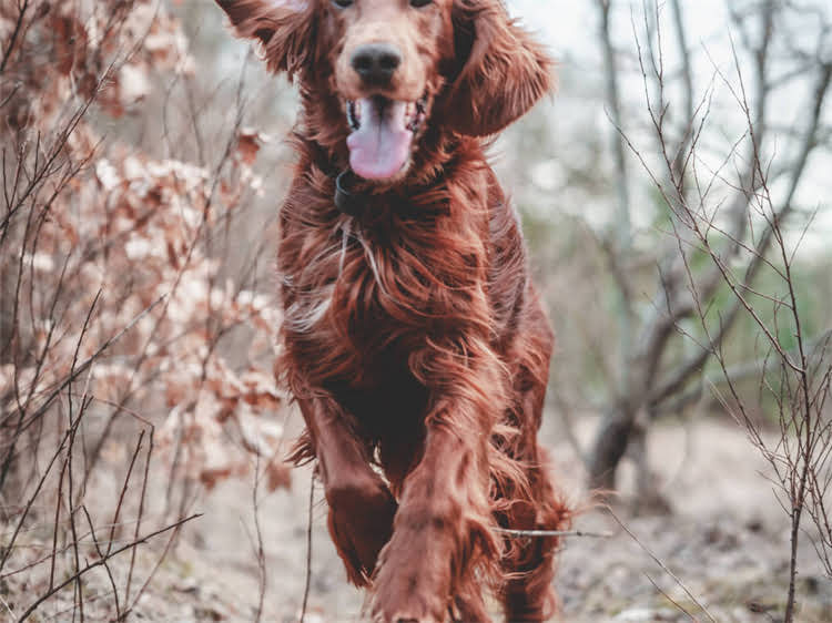 图片 贵宾犬毛色多样之谜：基因遗传与护理要点全1.jpg