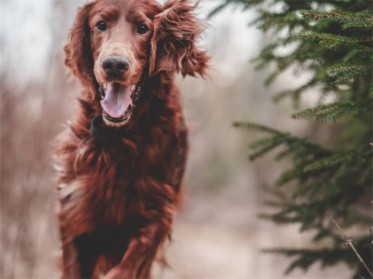 图片 贵宾犬毛色多样之谜：基因遗传与护理要点全2.jpg