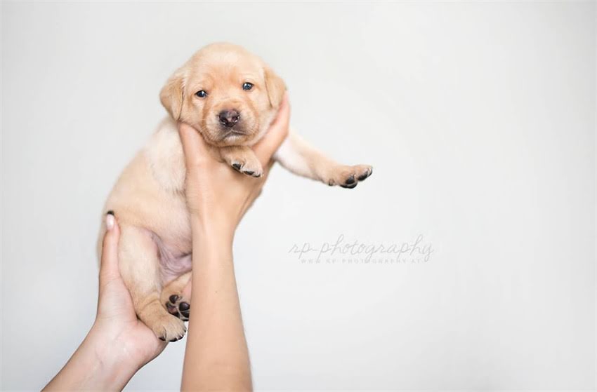 图片 贵宾犬毛色选择全攻略：5种热门颜色饲养指南与养护技巧（附品种特性对比）.jpg