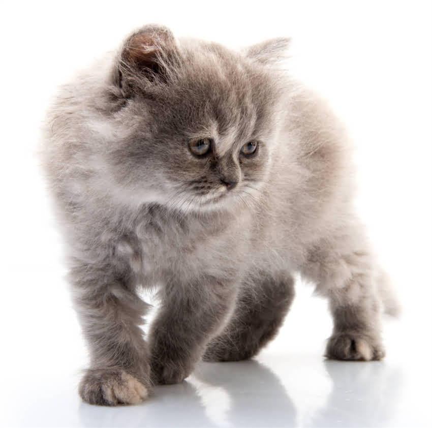 图片 贵宾犬毛色选择全攻略：5种热门颜色饲养指南与养护技巧（附品种特性对比）2.jpg