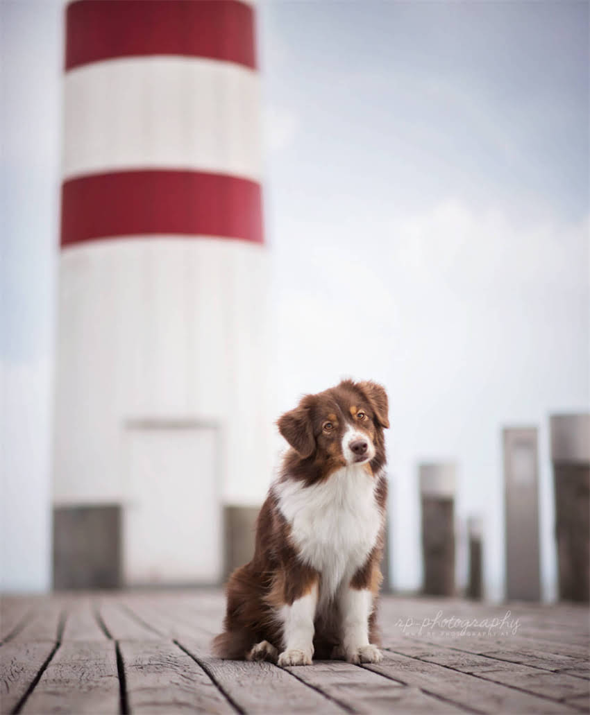 图片 贵宾犬毛质变软怎么办？专业美容师5大核心养护方案（附护理全流程图解）.jpg