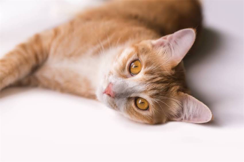 图片 贵宾犬胆子小怎么办？3步训练法+5个护理技巧全攻略2.jpg