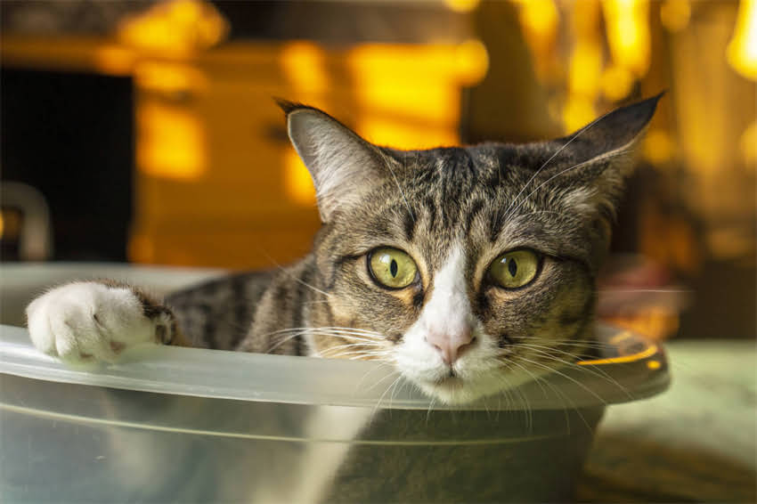 图片 贵宾犬胎毛剃几次最合适？权威指南剃胎毛全流程1.jpg