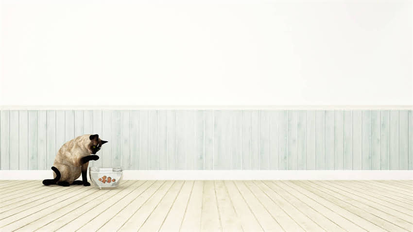 图片 贵宾犬饲养全攻略｜新手必看！避坑指南+20年养宠经验2.jpg