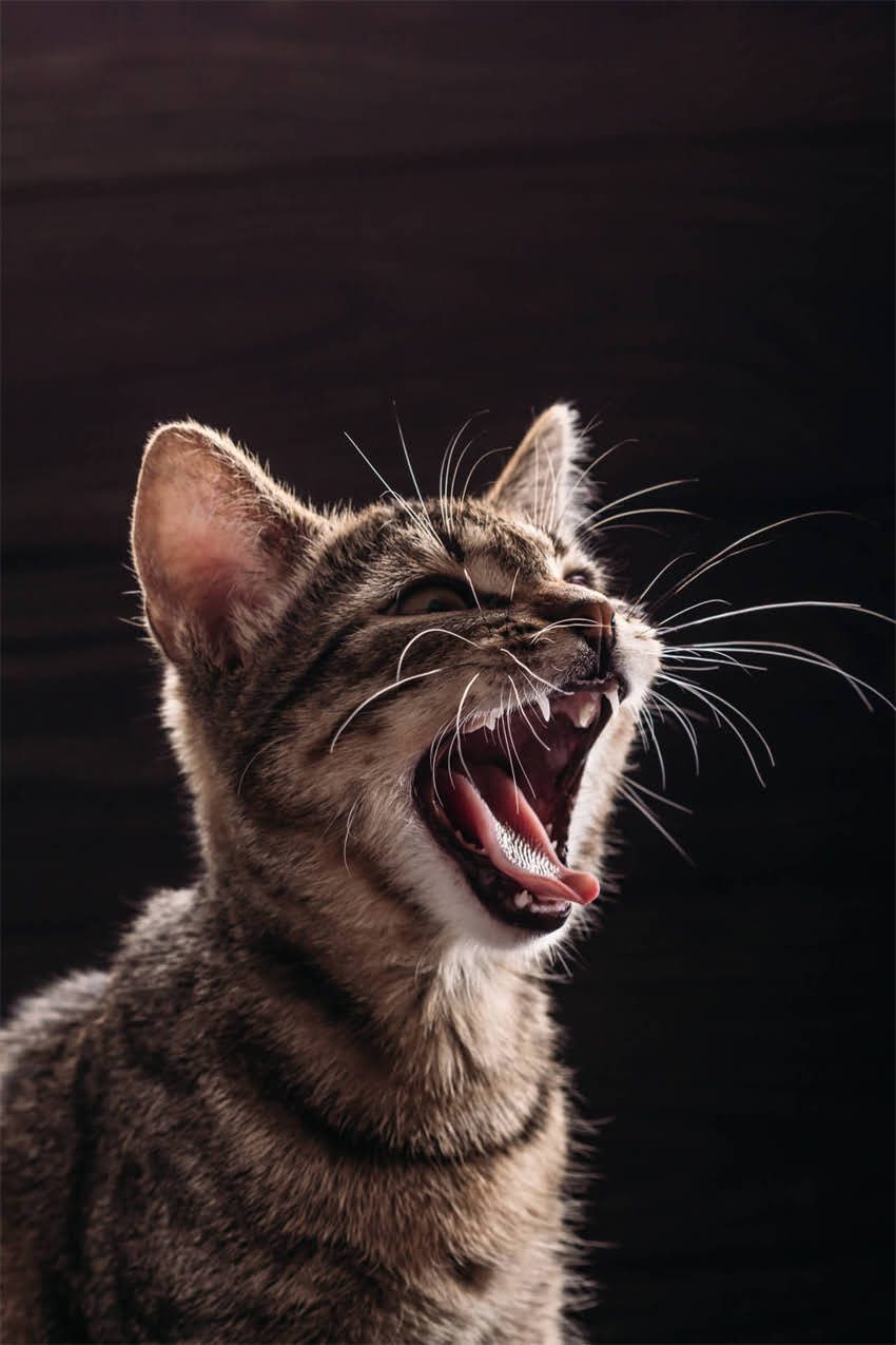 图片 赛级标准贵宾犬出售全攻略北京上海等地专业犬舍直供，血统证书齐全，价格区间.jpg