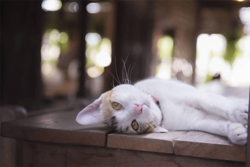 图片 超人气猫粮测评：extremely高端科学配方猫粮全（附真实用户反馈）1.jpg