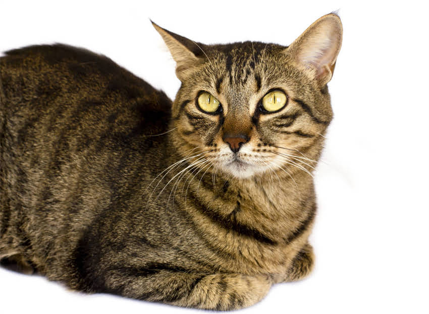 图片 辉瑞新冠疫苗储存温度要求详解：-70℃运输指南及科学依据（最新版）.jpg